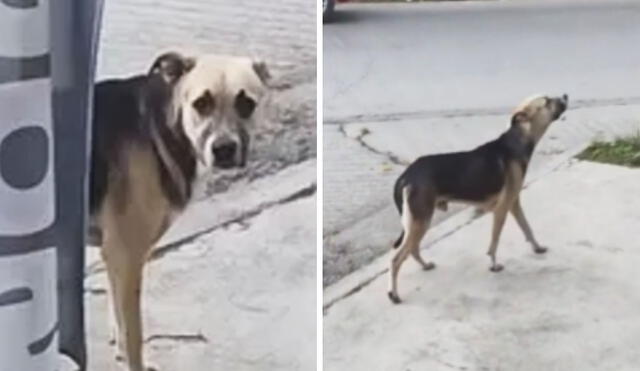 “El perro: ‘Yo no hablo con desconocidos’”, reaccionaron usuarios. Foto: composición LR/ TikTok