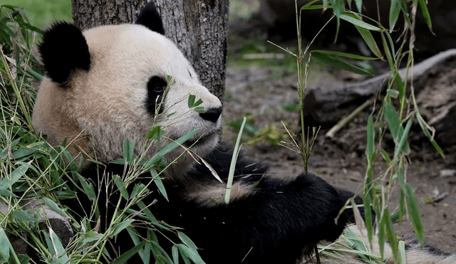 Gobierno chino desvíó millones de dólares destinados a la conservación de osos pandas. Foto: EFE