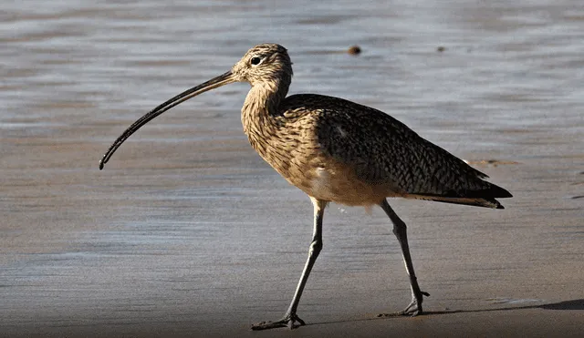 La extinción del zarapito de pico fino es un evento significativo que destaca la necesidad urgente de mejorar la conservación de la biodiversidad a nivel mundial. Foto: Stark.