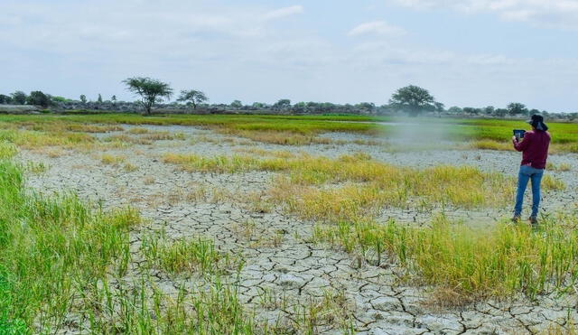 Gran parte de los cultivos de arroz se ha perdido. El impacto de la sequía en el terreno salta a la vista. Foto: Almendra Ruesta/La República