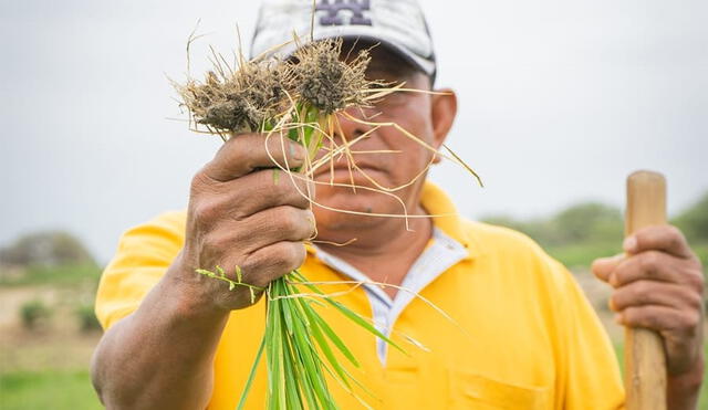 Muchos agricultores se endeudaron con cajas y bancos para sus cultivos y casi lo han perdido todo. Foto: Almendra Ruesta/La República