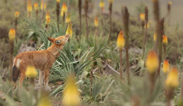 Las flores polinizadas por el lobo de Etiopía pueden crecer hasta un metro desde el suelo. Foto: Adrien Lesaffre