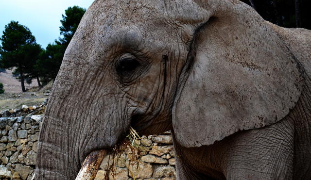 El elefante africano es el mamífero terrestre más grande de la actualidad. Foto: Elena Bernaola