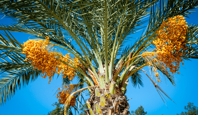 La resurrección de esta palmera evidencia la existencia de técnicas avanzadas de domesticación en la antigua Judea. Foto: Itón Gadol.