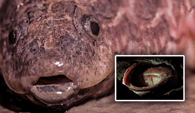 El pez pulmonado de Sudamérica habita en diversas aguas lentas y pantanosas cercanas a los ríos Amazonas. Foto: Composición LR/YouTube/National Geographic.