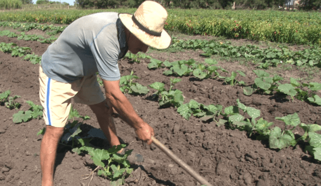 Ley Chlimper 2.0, que dota de beneficios tributarios a agroexportadoras, se resolverá en el Pleno del Congreso.