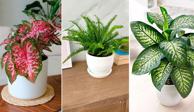 Estas plantas decorativas son: caladium, helechos y dieffenbachia. Foto: composición LR/AdMagazine/MiJardín