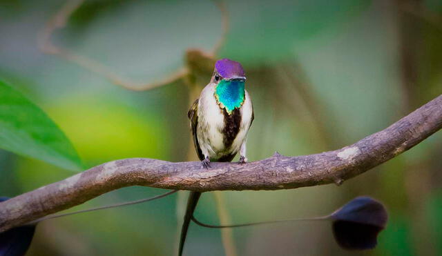 El colibrí es el más pequeño de los animales en el mundo con columna vertebral. Foto: Peru Travel.