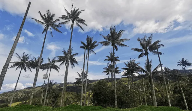 Las palmas de cera se identifican por la capa de cera blanquecina que recubre su tronco, una característica que las diferencia de otros tipos de palmas. Foto: Instituto Humboldt.