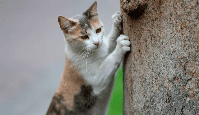 Esterilizar a tu gato no causará inconvenientes en su salud. Foto: Andina