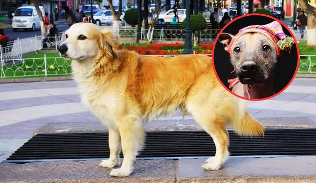 El perro chiribaya fue determinante en la historia ganadera prehispánica del Perú. Foto. Composición LR / Facebook / Google.