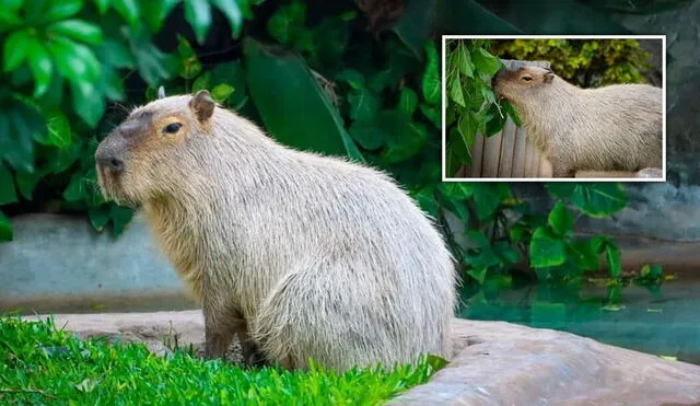 Wilson, el capibara, se ha convertido en la nueva atracción del Parque de las Leyendas en San Miguel. Foto: Parque de las Leyendas.