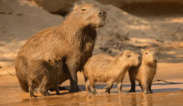 Los capibaras se alimentan de plantas acuáticas y hierbas propias de los ambientes húmedos. Foto: difusión