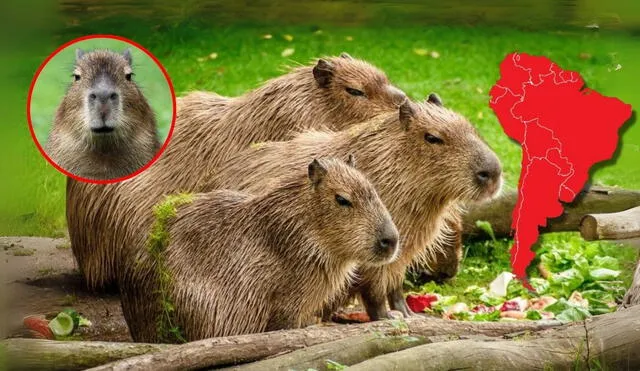 La capibara, también conocida en algunas regiones como ronsoco o carpincho, es el roedor más grande del mundo y se ha convertido en un fenómeno global en las redes sociales. Foto: composición LR