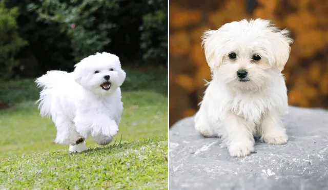 El Bichón Maltés es un perro pequeño que pesa entre 3 y 4 kilos y mide entre 20 y 25 cm de altura. Foto: composición LR/ Veterinarium/ Santévet