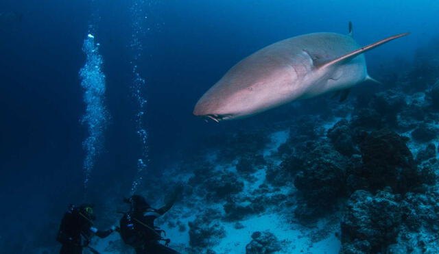 Los científicos analizaron registros de tiburones, rayas y quimeras. Foto: Tchami / Flickr