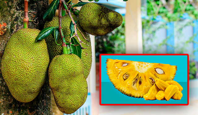 El cultivo y la cosecha de esta fruta es un proceso que refleja su conexión con las condiciones tropicales. Foto: Composición LR/Unsplash/Rtve.