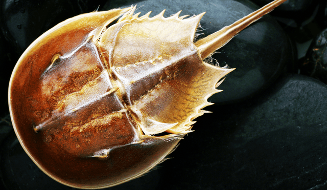 El cangrejo herradura, conocido como Limulus polyphemus, es un fósil viviente que ha existido durante más de 450 millones de años, sobreviviendo a múltiples extinciones masivas. Foto: The Sun