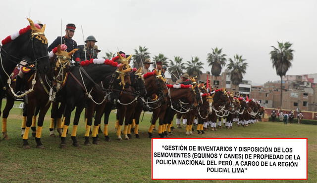 Contraloría advierte desaparición de caballos y exige que responsables de la entidad tomen acciones contra los involucrados. Foto: difusión