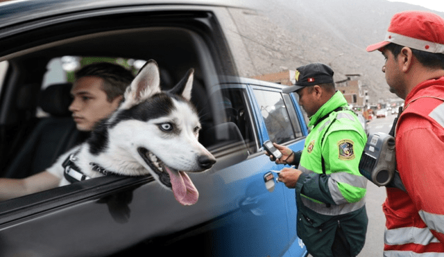 La PNP está autorizada por el SAT para colocar multas a quienes lleven mascotas que distraigan al conductor. Foto: composición LR/Andina