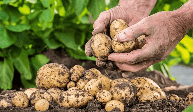 Cada 30 de Mayo, este país celebra el Día de la Papa, el tercer cultivo alimenticio más importante a nivel mundial. Foto: Ilga Importadora.