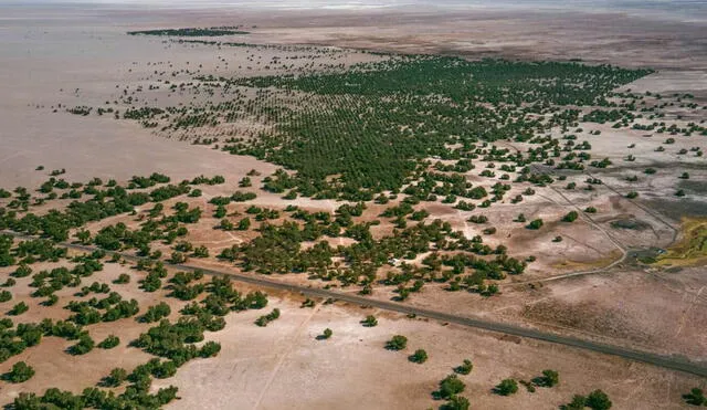 El avance de la Gran Muralla Verde está en el desierto de Taklimakan. (Imagen referencial). Foto: Ckuri