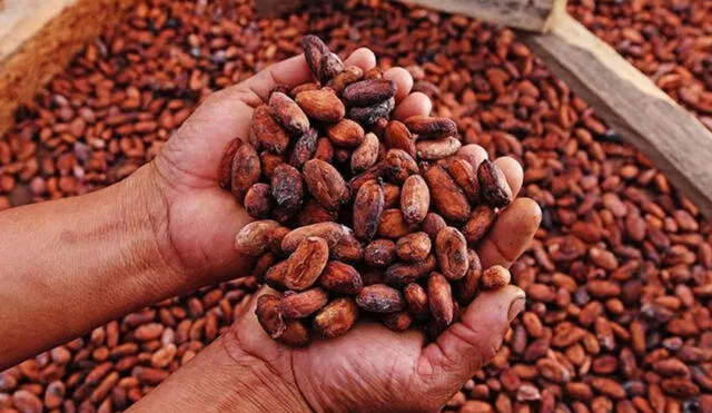 El cacao se consolidó como el principal alimento de exportación con US$91 millones 247.000. Foto: Andina