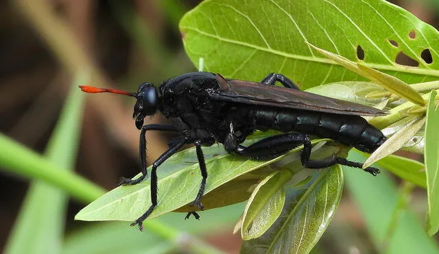 Esta especie de mosca nativa de América del Sur pertenece a la familia Mydidae. Foto: iNaturalist Ecuador.