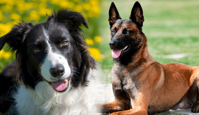 El pastor belga malinois es una de las razas de perro más protectoras del mundo. Foto: Composición LR.