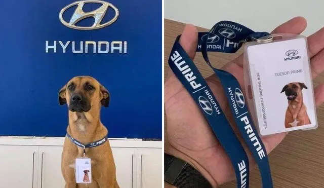 El animal fue ‘contratado’ para ser parte del equipo de conocida agencia de autos.  Foto: composición LR/ tucson_prime/ Instagram