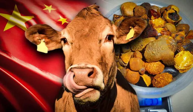 El oro bovino, como se conoce a los cálculos biliares de vacas, es un producto altamente valorado en la medicina tradicional de China. Foto: composición LR/Diálogo Chino