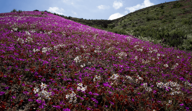 Ante el fenómeno natural, el Gobierno de este país anunció que protegerá la zona con la creación de un nuevo parque nacional. Foto: EL PAÍS.