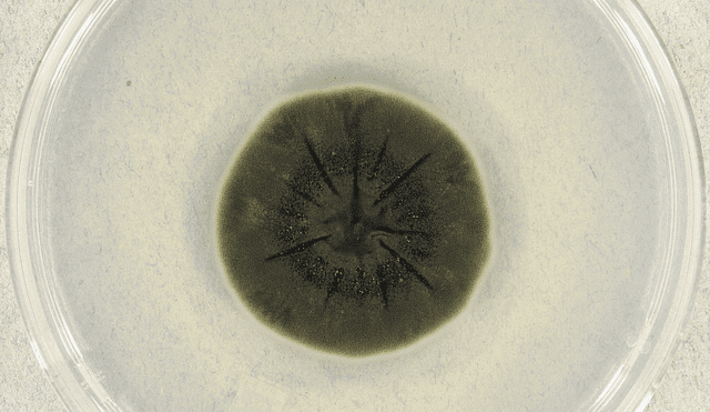 El hongo sería un aliado en la limpieza de áreas radiactivas como Chernóbil, gracias a su capacidad de convertir la radiación en energía mediante radiosíntesis. Foto: Medmico