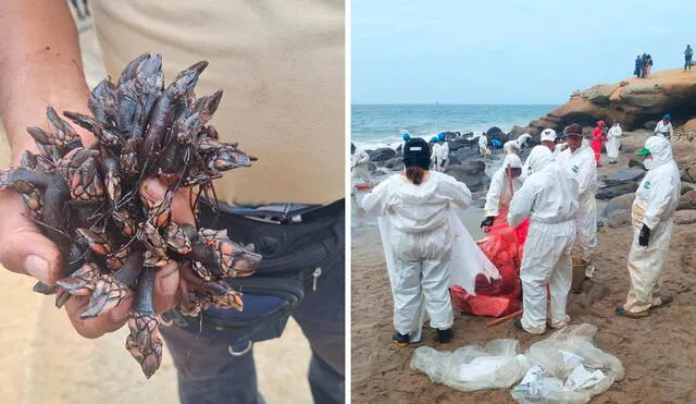 Desastre ambiental ha ocasionado la muerte de animales marinos en playa Las Capullanas. Foto: composición LR/Ministerio Público