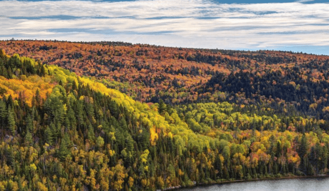 El bosque boreal es un bioma crucial para la oxigenación y fijación del carbono del planeta. Foto: Les Trésors d'Érable.