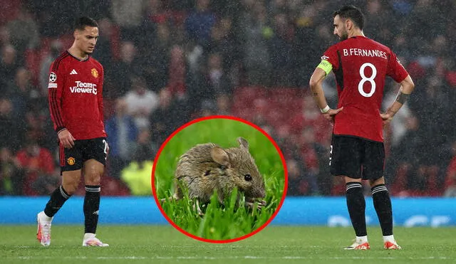 El Old Trafford de Manchester United sufre de una infestación de ratas que invaden el campo de juego. Foto: composición LR/AFP