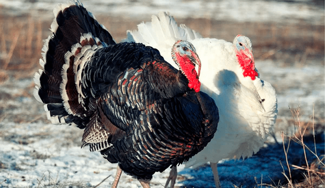 A diferencia del pavo blanco, el pavo negro se caracteriza por su alto contenido de grasa. Foto: difusión