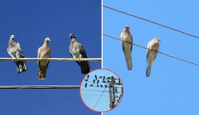 Las palomas tienen la particularidad de no electrocutarse mientras están parados sobre los cables eléctricos. Foto: composición LR/La Razón/Líbero