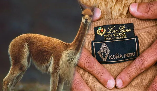 Reconocida marca de ropa trabaja con producto originalmente de vicuña peruana. Foto: Composición LR/Andina.