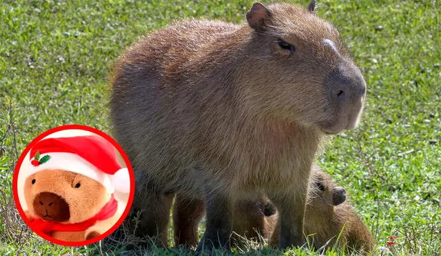 Además del comercio, la presencia de la capibara se extendió al mundo de internet, convirtiéndose en la figura principal de memes y virales. Foto: Composición LR.