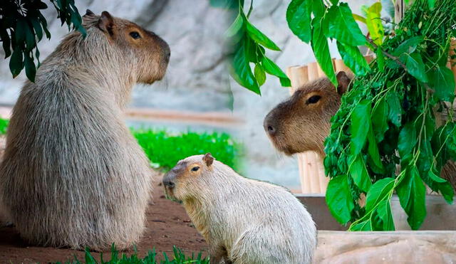 Wilson, el capibara que atrae a multitudes en el Parque de las Leyendas/Composición LR/Foto: Parque de las Leyendas