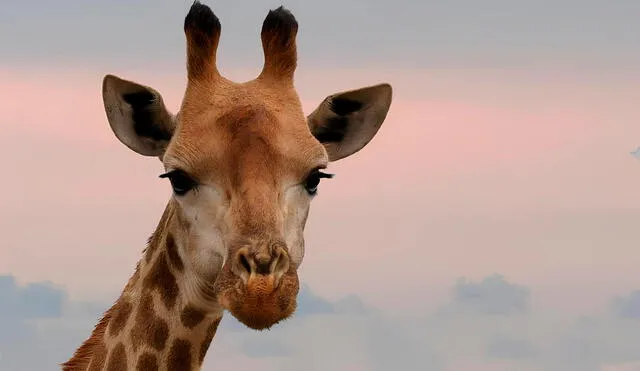 Una jirafa ha desaparecido de un zoológico y aún no se conoce su paradero. Foto: Billiken