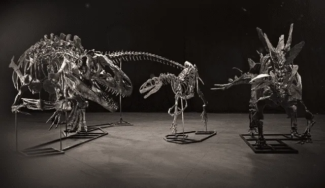 La subasta de los 2 fósiles de dinosaurios genera críticas por limitar el acceso a estos fósiles para museos y científicos. Foto: Christie's.