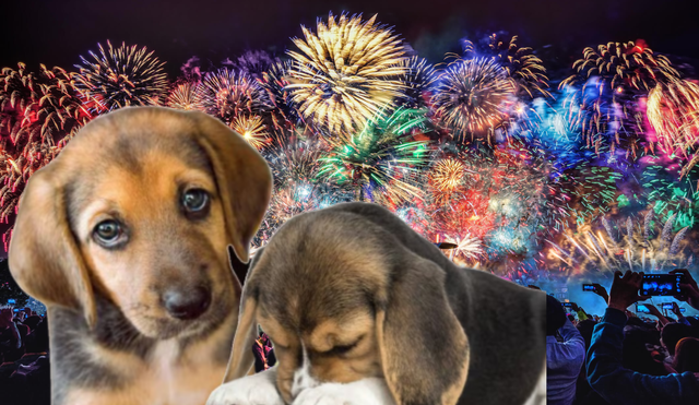 El ruido ensordecedor de los fuegos artificiales provoca ansiedad y miedo en las mascotas, ya que su oído es mucho más sensible que el humano. Foto: composición LR/El Imparcial