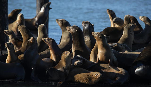 Los lobos marinos son animales muy tranquilos. Foto: CDN