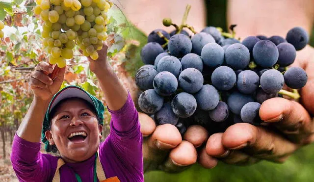 Un país de América Latina lidera el comercio global de uvas, dejando atrás a gigantes como China y Chile. Su estrategia innovadora y la calidad de sus variedades. Foto: composición LR/Adeco/Peru Travel