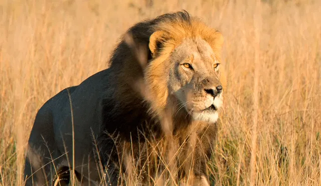 Tinotenda pasó las noches en una formación rocosa elevada, rodeado por los rugidos de leones y el paso cercano de elefantes. Foto: National Geographic.