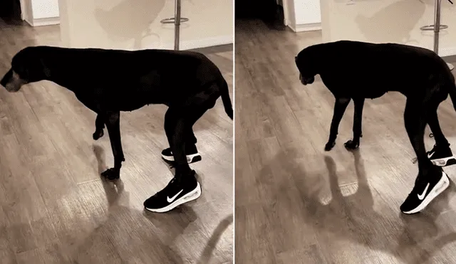 Influencer genera controversia en TikTok al vestir a su perro con zapatillas. Foto: composición LR