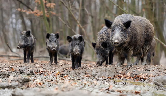 Cerdos salvajes invaden Texas y preocupan a los residentes | Foto: CNN