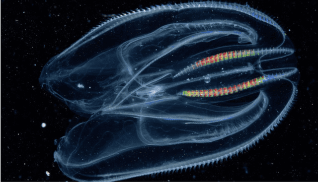 Las medusas peine son organismos marinos gelatinosos que se caracterizan por su apariencia translúcida y la presencia de filas de cilios que brillan bajo la luz. Foto: composición LR/Vista al mar